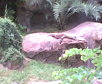 komodo dragon